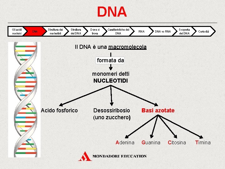 DNA Gli acidi nucleici DNA Struttura dei nucleotidi Struttura del DNA Dove si trova