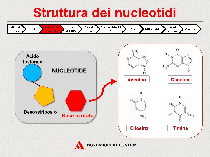 Struttura dei nucleotidi Gli acidi nucleici DNA Struttura dei nucleotidi Struttura del DNA Dove