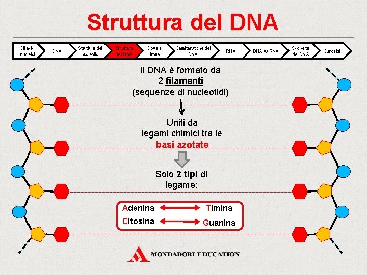 Struttura del DNA Gli acidi nucleici DNA Struttura dei nucleotidi Struttura del DNA Dove