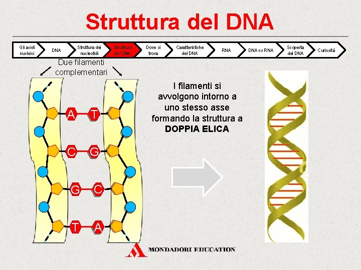 Struttura del DNA Gli acidi nucleici Struttura dei nucleotidi DNA Struttura del DNA Dove