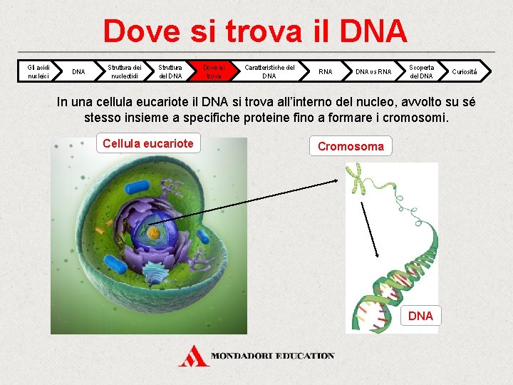 Dove si trova il DNA Gli acidi nucleici DNA Struttura dei nucleotidi Struttura del