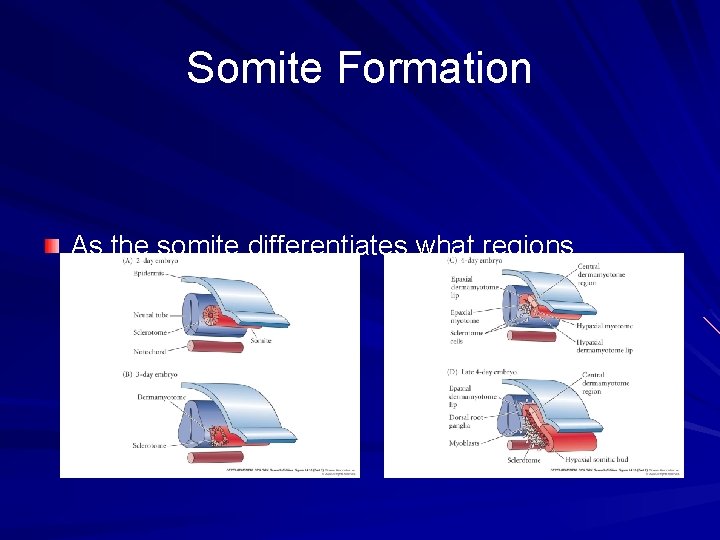 Somite Formation As the somite differentiates what regions become distinctive? Somite Formation As the somite differentiates what regions become distinctive?