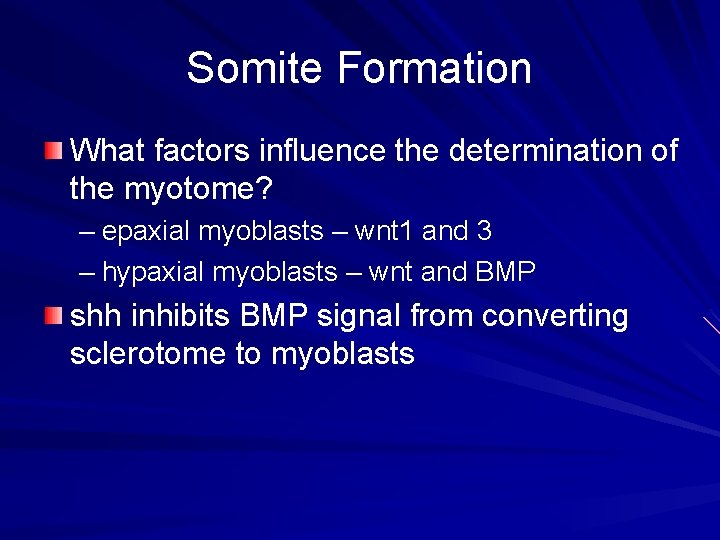 Somite Formation What factors influence the determination of the myotome? – epaxial myoblasts – Somite Formation What factors influence the determination of the myotome? – epaxial myoblasts –