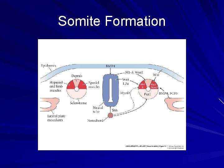 Somite Formation Somite Formation