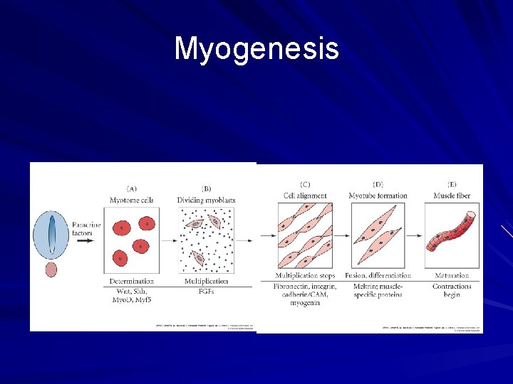 Myogenesis What are myogenic b. HLH proteins? Myogenesis What are myogenic b. HLH proteins?