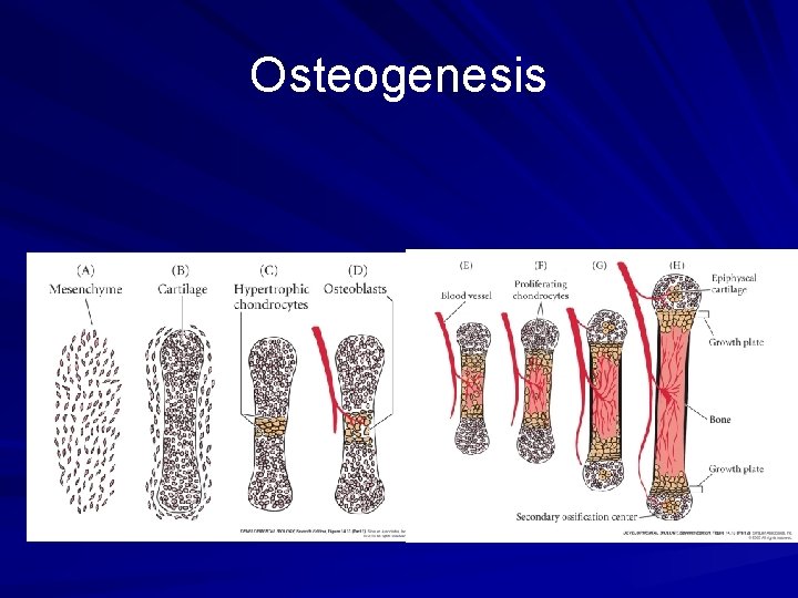 Osteogenesis What are the different stages of bone formation in endochondrial ossification? Osteogenesis What are the different stages of bone formation in endochondrial ossification?