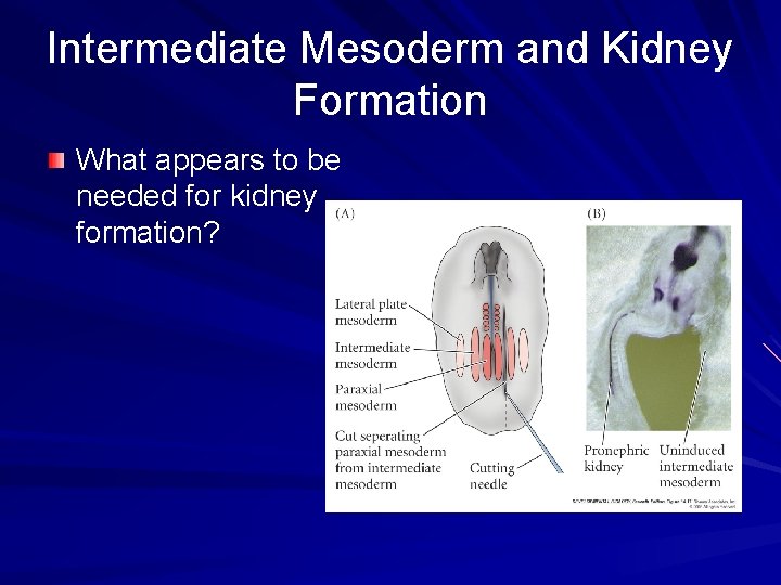 Intermediate Mesoderm and Kidney Formation What appears to be needed for kidney formation? Intermediate Mesoderm and Kidney Formation What appears to be needed for kidney formation?