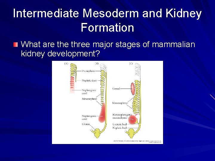 Intermediate Mesoderm and Kidney Formation What are three major stages of mammalian kidney development? Intermediate Mesoderm and Kidney Formation What are three major stages of mammalian kidney development?