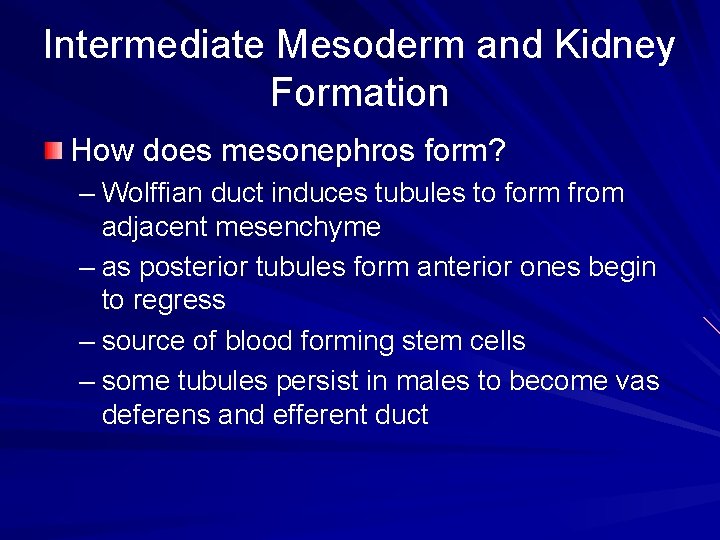 Intermediate Mesoderm and Kidney Formation How does mesonephros form? – Wolffian duct induces tubules Intermediate Mesoderm and Kidney Formation How does mesonephros form? – Wolffian duct induces tubules