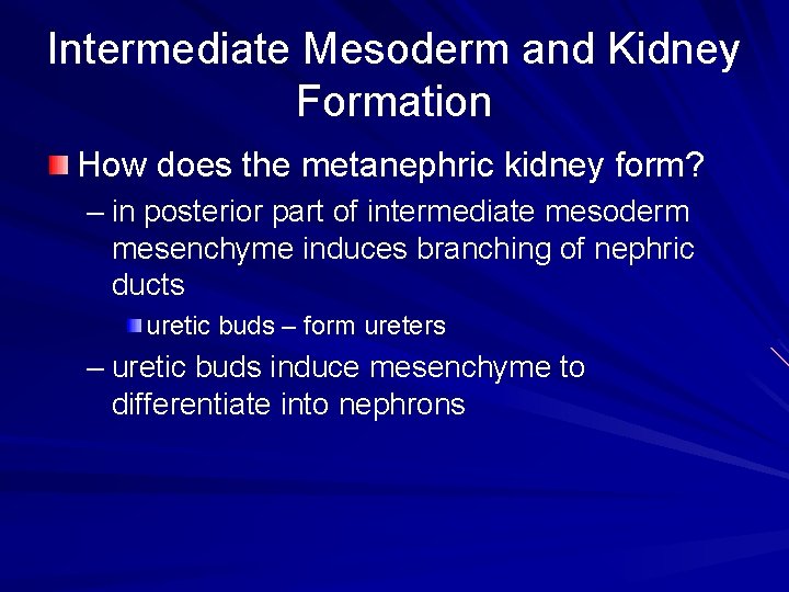 Intermediate Mesoderm and Kidney Formation How does the metanephric kidney form? – in posterior Intermediate Mesoderm and Kidney Formation How does the metanephric kidney form? – in posterior