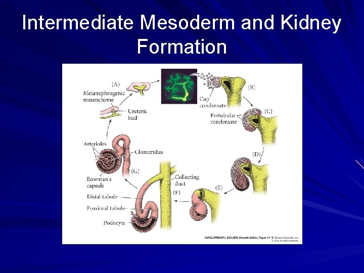 Intermediate Mesoderm and Kidney Formation Intermediate Mesoderm and Kidney Formation