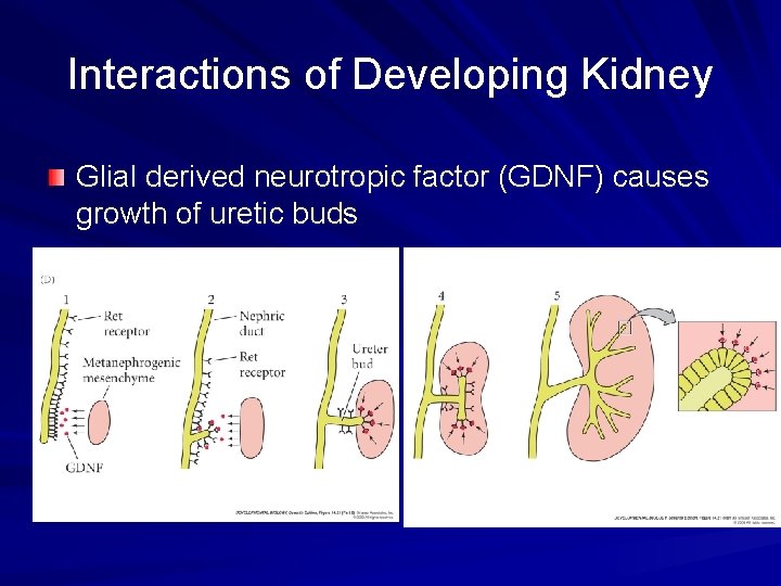 Interactions of Developing Kidney Glial derived neurotropic factor (GDNF) causes growth of uretic buds Interactions of Developing Kidney Glial derived neurotropic factor (GDNF) causes growth of uretic buds