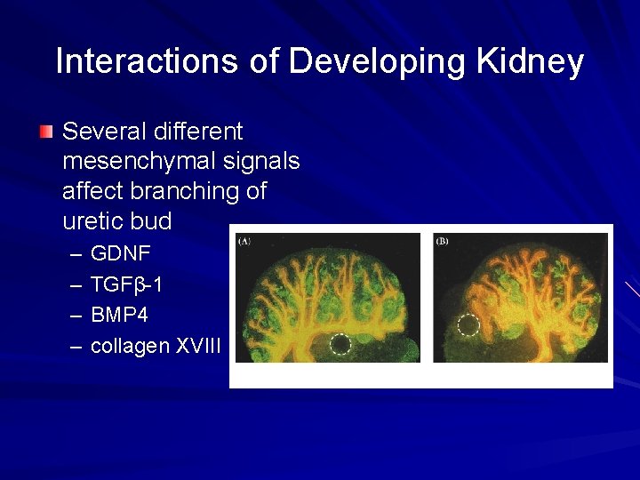 Interactions of Developing Kidney Several different mesenchymal signals affect branching of uretic bud – Interactions of Developing Kidney Several different mesenchymal signals affect branching of uretic bud –