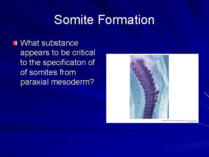 Somite Formation What substance appears to be critical to the specificaton of of somites Somite Formation What substance appears to be critical to the specificaton of of somites