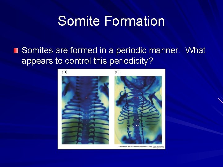 Somite Formation Somites are formed in a periodic manner. What appears to control this Somite Formation Somites are formed in a periodic manner. What appears to control this