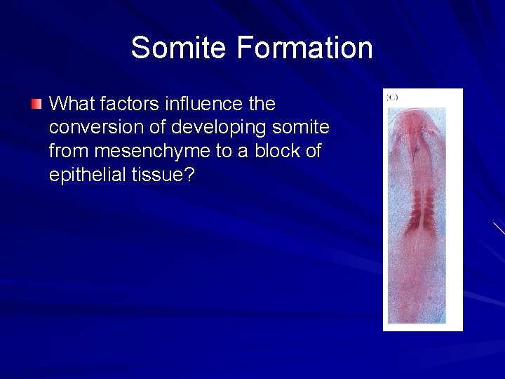 Somite Formation What factors influence the conversion of developing somite from mesenchyme to a Somite Formation What factors influence the conversion of developing somite from mesenchyme to a