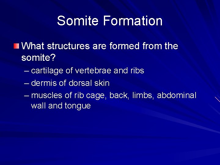 Somite Formation What structures are formed from the somite? – cartilage of vertebrae and Somite Formation What structures are formed from the somite? – cartilage of vertebrae and