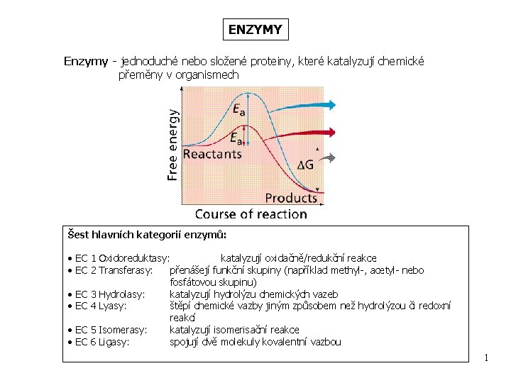 ENZYMY Enzymy - jednoduché nebo složené proteiny, které katalyzují chemické přeměny v organismech Šest