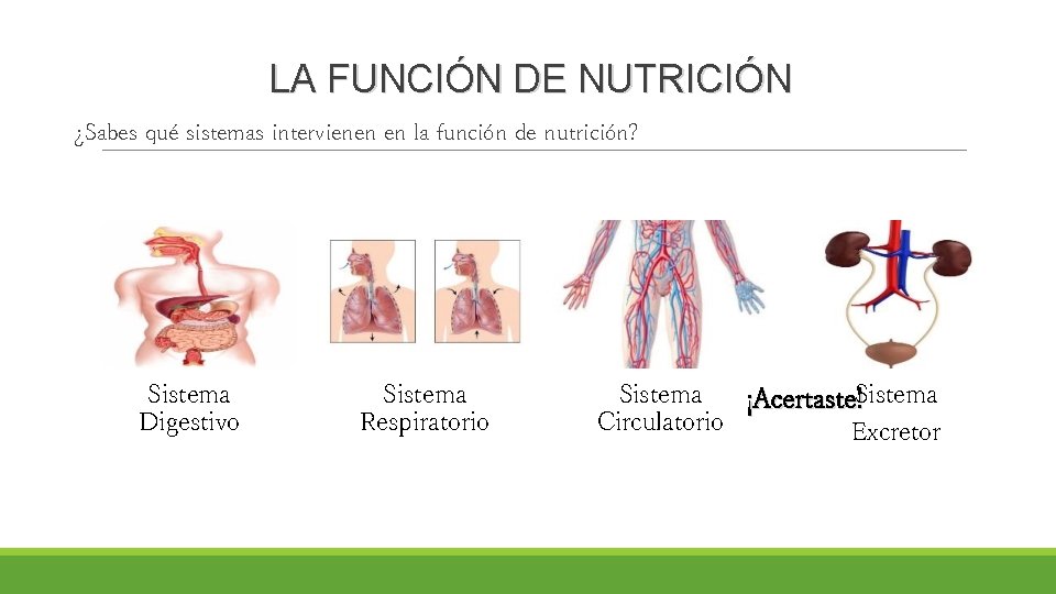 LA FUNCIÓN DE NUTRICIÓN ¿Sabes qué sistemas intervienen en la función de nutrición? Sistema