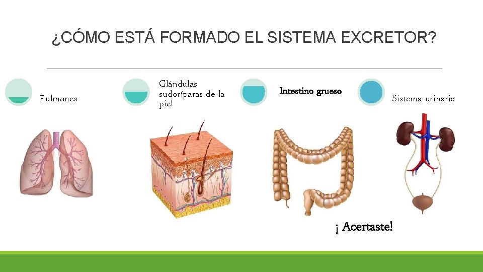 ¿CÓMO ESTÁ FORMADO EL SISTEMA EXCRETOR? Pulmones Glándulas sudoríparas de la piel Intestino grueso