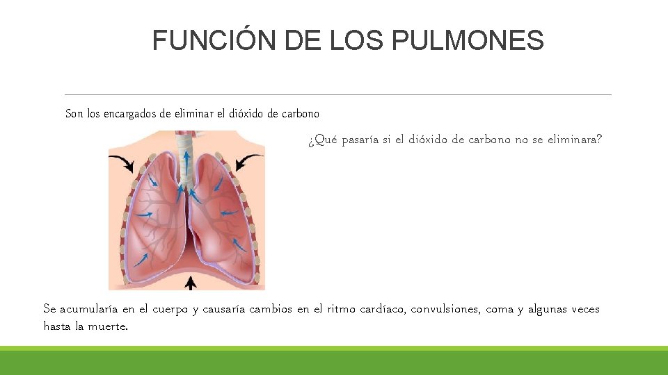 FUNCIÓN DE LOS PULMONES Son los encargados de eliminar el dióxido de carbono ¿Qué