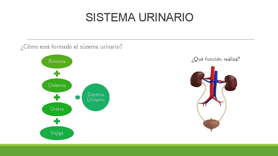 SISTEMA URINARIO ¿Cómo está formado el sistema urinario? ¿Qué función realiza? Riñones Uréteres Sistema