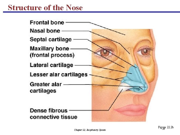 Structure of the Nose Chapter 22, Respiratory System Figure 22. 2 b 10 