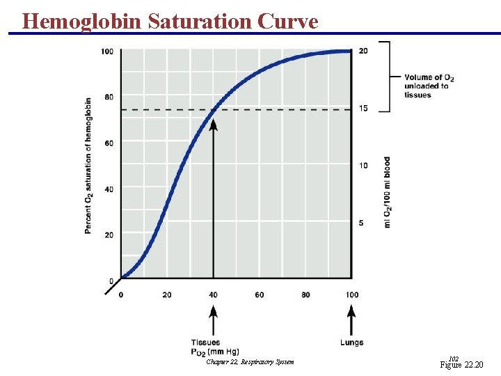 Hemoglobin Saturation Curve Chapter 22, Respiratory System 102 Figure 22. 20 