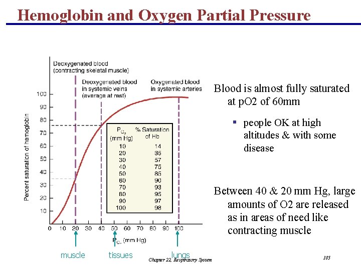 Hemoglobin and Oxygen Partial Pressure Blood is almost fully saturated at p. O 2