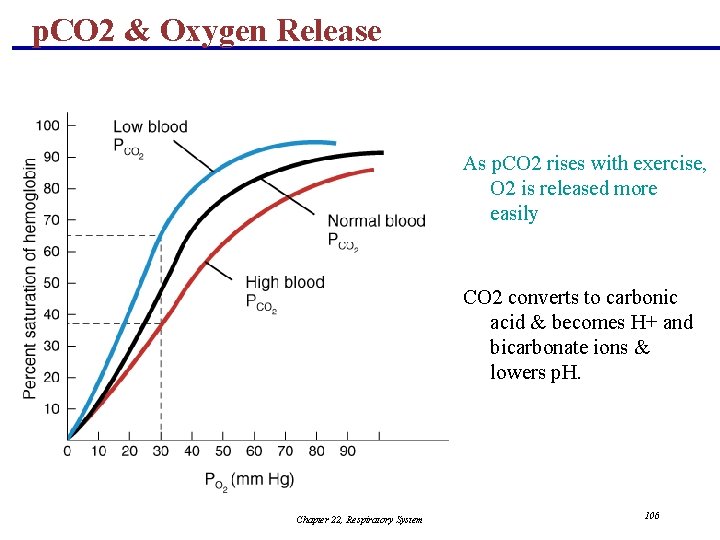 p. CO 2 & Oxygen Release As p. CO 2 rises with exercise, O