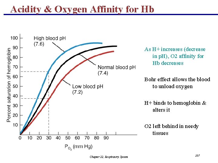 Acidity & Oxygen Affinity for Hb As H+ increases (decrease in p. H), O