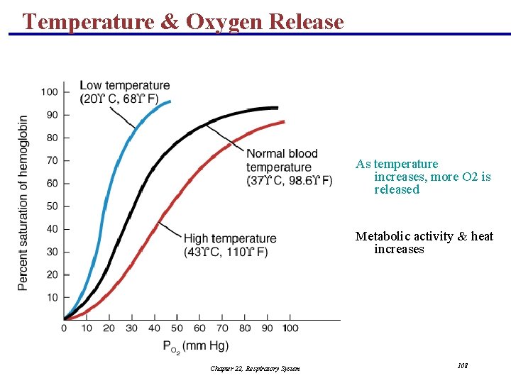 Temperature & Oxygen Release As temperature increases, more O 2 is released Metabolic activity