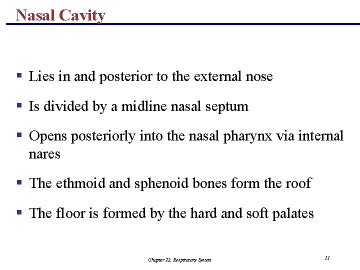 Nasal Cavity § Lies in and posterior to the external nose § Is divided