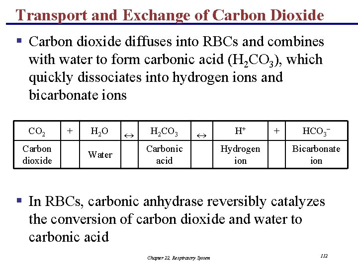 Transport and Exchange of Carbon Dioxide § Carbon dioxide diffuses into RBCs and combines