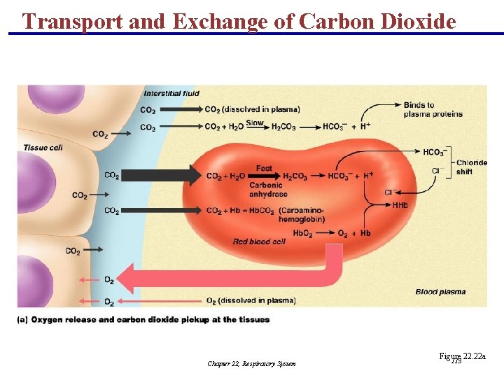 Transport and Exchange of Carbon Dioxide Chapter 22, Respiratory System Figure 22. 22 a