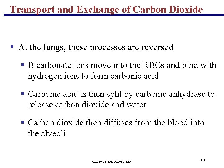 Transport and Exchange of Carbon Dioxide § At the lungs, these processes are reversed