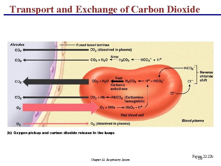 Transport and Exchange of Carbon Dioxide Chapter 22, Respiratory System Figure 22. 22 b