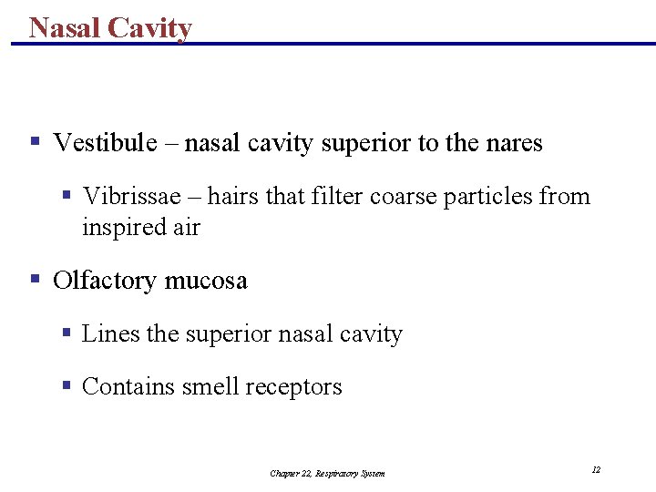 Nasal Cavity § Vestibule – nasal cavity superior to the nares § Vibrissae –