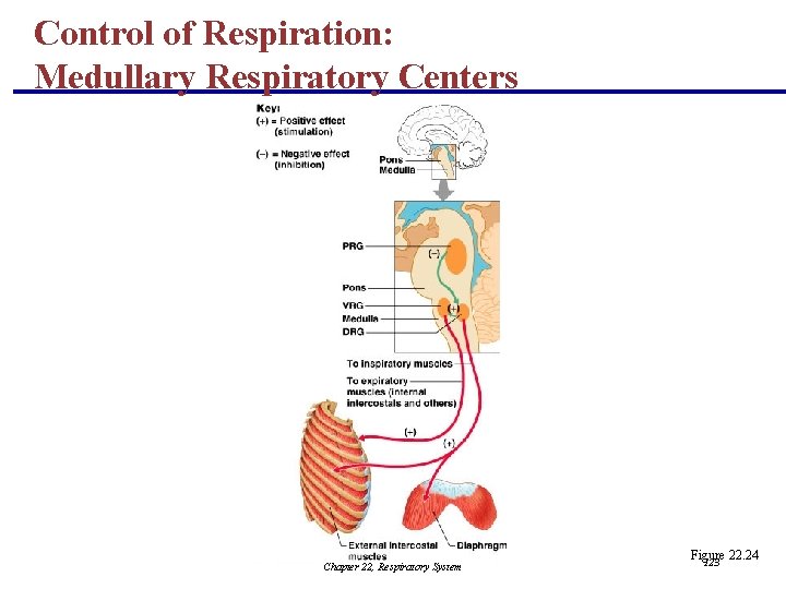 Control of Respiration: Medullary Respiratory Centers Chapter 22, Respiratory System Figure 22. 24 123