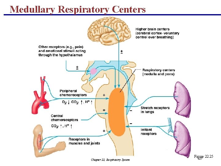 Medullary Respiratory Centers Chapter 22, Respiratory System Figure 22. 25 127 