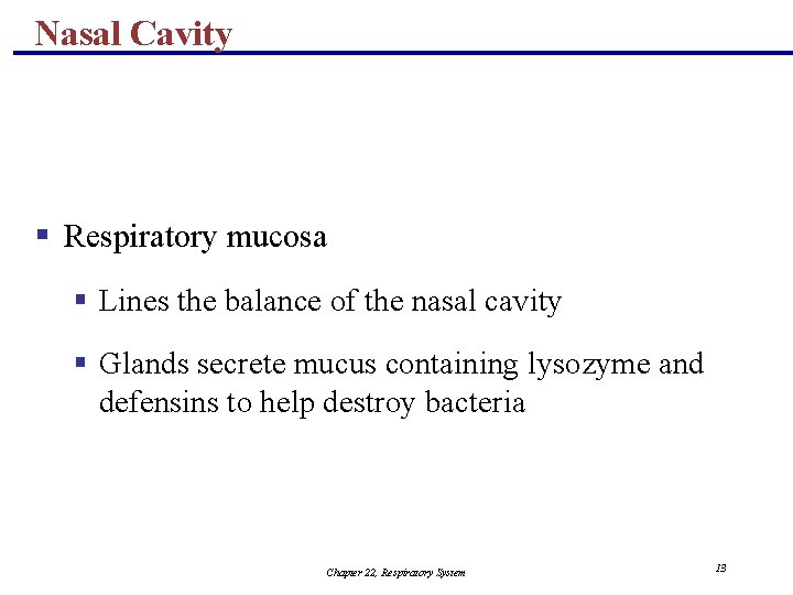 Nasal Cavity § Respiratory mucosa § Lines the balance of the nasal cavity §