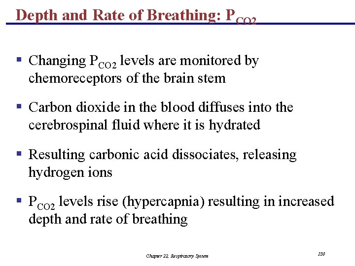 Depth and Rate of Breathing: PCO 2 § Changing PCO 2 levels are monitored