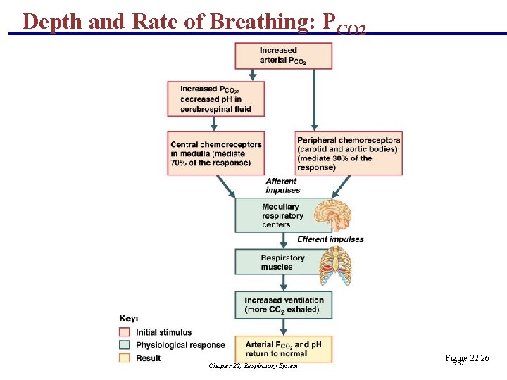 Depth and Rate of Breathing: PCO 2 Chapter 22, Respiratory System Figure 22. 26