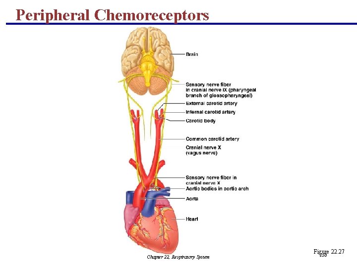 Peripheral Chemoreceptors Chapter 22, Respiratory System Figure 22. 27 136 