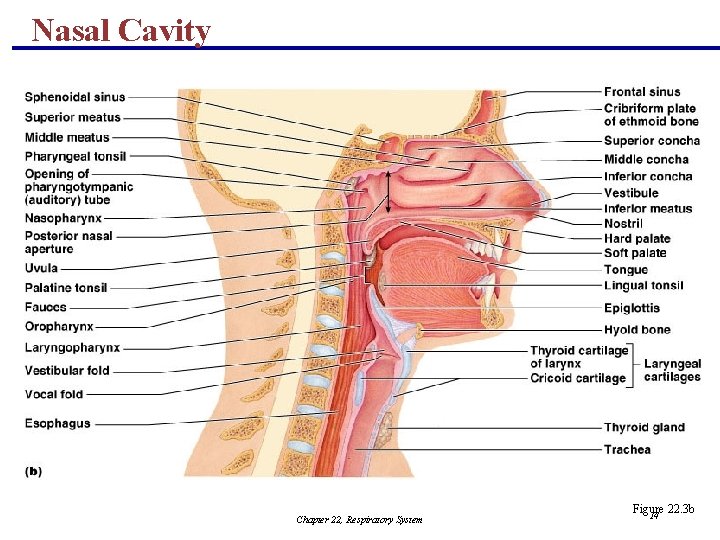 Nasal Cavity Chapter 22, Respiratory System Figure 22. 3 b 14 