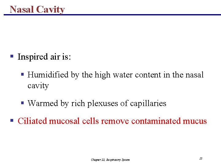 Nasal Cavity § Inspired air is: § Humidified by the high water content in