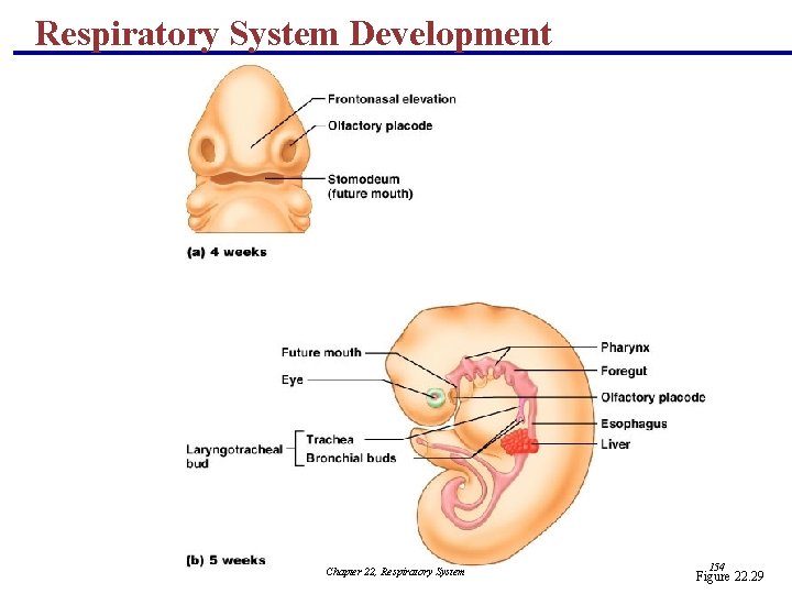 Respiratory System Development Chapter 22, Respiratory System 154 Figure 22. 29 