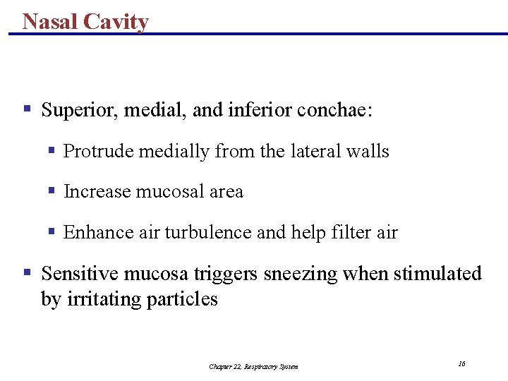 Nasal Cavity § Superior, medial, and inferior conchae: § Protrude medially from the lateral