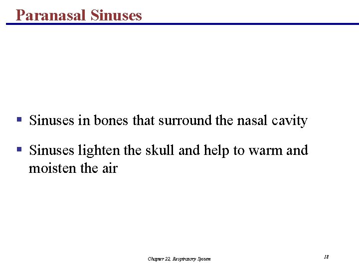 Paranasal Sinuses § Sinuses in bones that surround the nasal cavity § Sinuses lighten