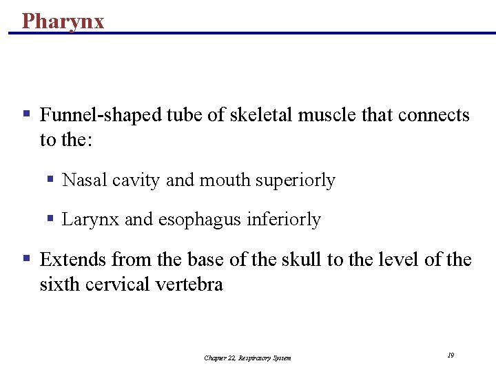 Pharynx § Funnel-shaped tube of skeletal muscle that connects to the: § Nasal cavity